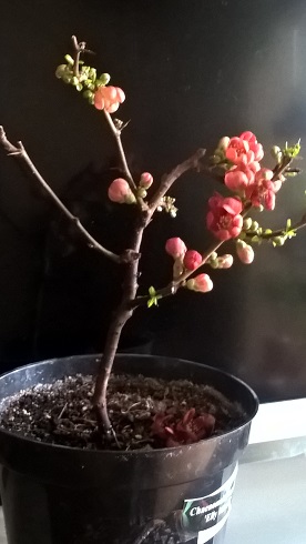 WP_20160328_10_08_56_Pro.jpg