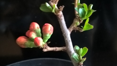 WP_20160328_10_11_27_Pro.jpg