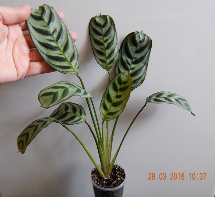 DSCN6098.JPG