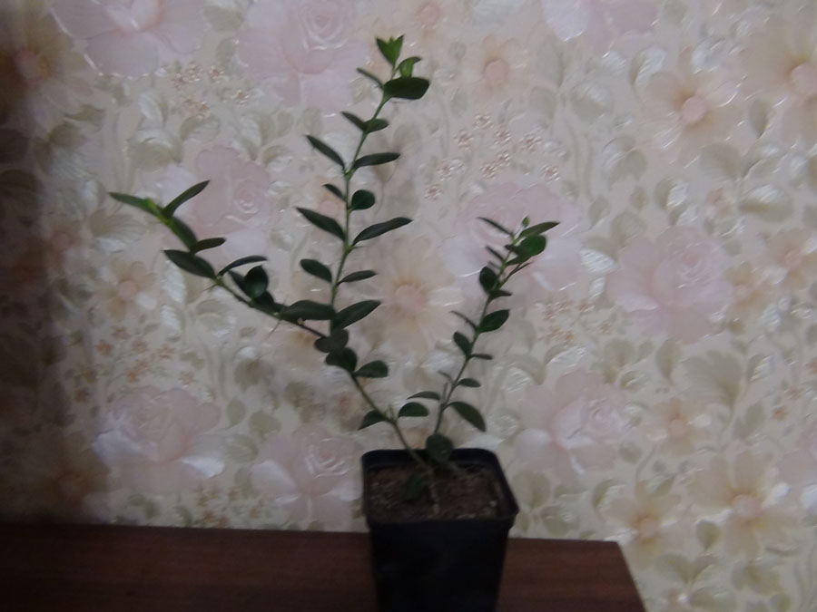 DSC02803.JPG