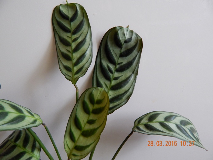 DSCN6099.JPG