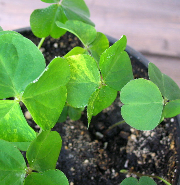 ox_variegata.JPG