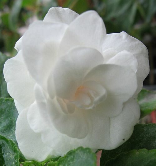 F.White.3.jpg