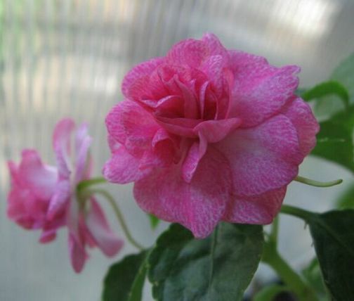 Star.Pink2.jpg
