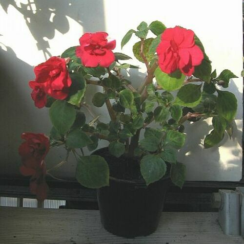 Sult. Red Fl.jpg