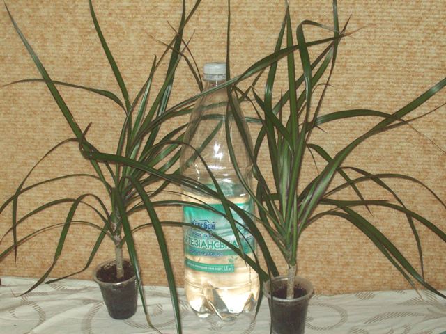 100_1569.JPG