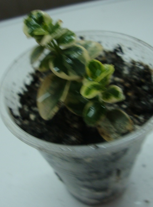 DSC01438.JPG