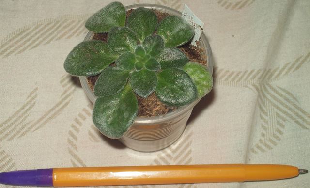 100_1574.JPG