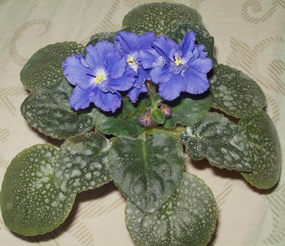 100_1573.JPG