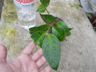 DSCN4511.jpg