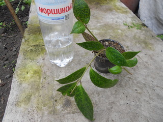DSCN4508 (1).jpg