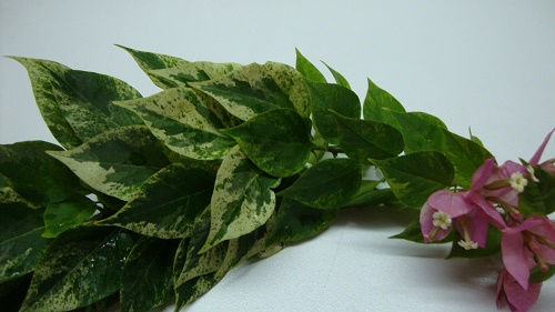 DSC08600.JPG