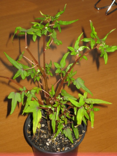 Begonia dregei 1.jpg