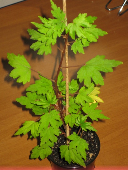 Begonia dregei 70.jpg