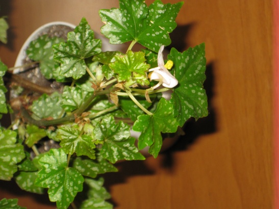 Begonia dregei 2.jpg