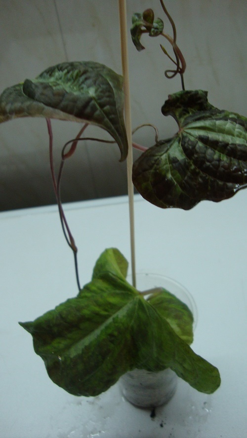 DSC01453.JPG