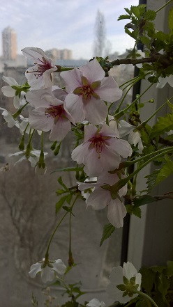 WP_20160403_17_33_36_Pro.jpg