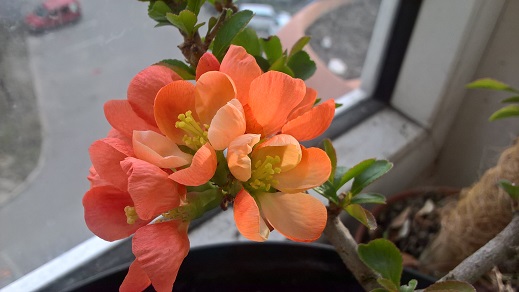 WP_20160403_17_28_54_Pro.jpg