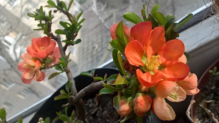 WP_20160403_17_29_07_Pro.jpg