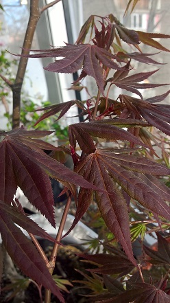 WP_20160403_17_30_07_Pro.jpg