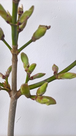 WP_20160403_17_31_28_Pro.jpg