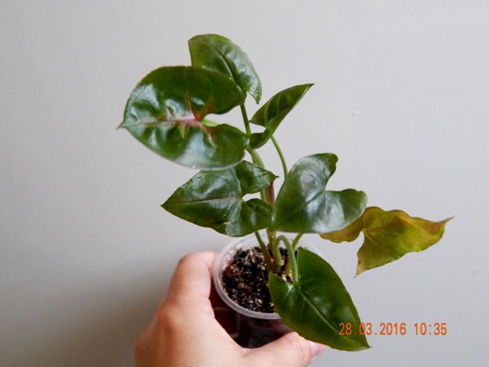 DSCN6087.JPG