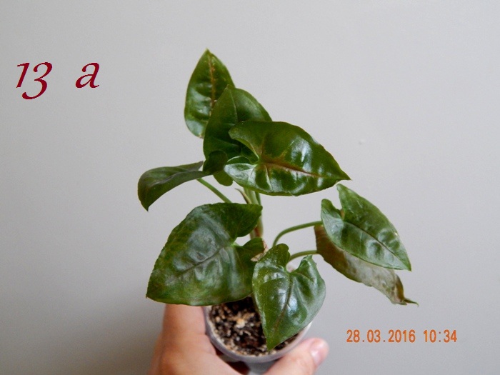 DSCN6085.JPG