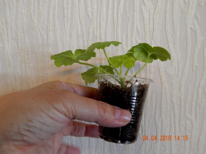 DSCN6115.JPG