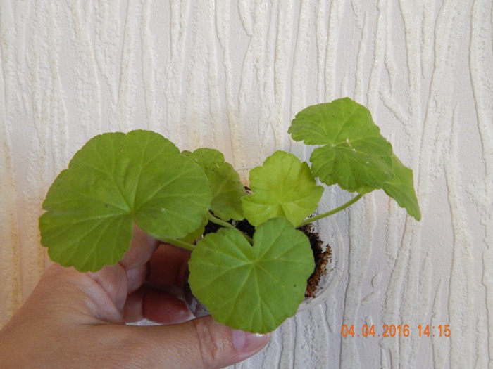 DSCN6114.JPG