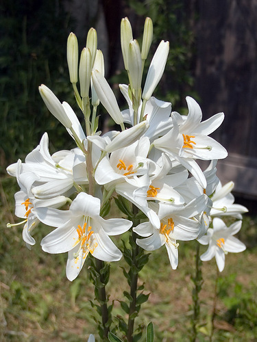 лилия лекарственная.jpg