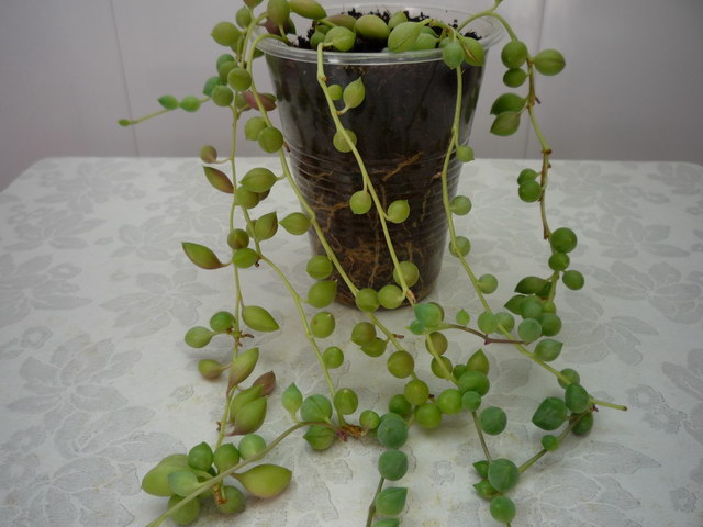 P1060901.JPG