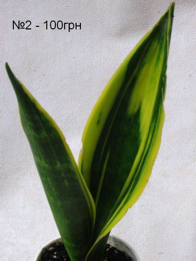 IMG_0009юююю (Копировать).jpg