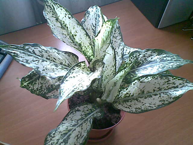 Aglaonema SP_.jpg