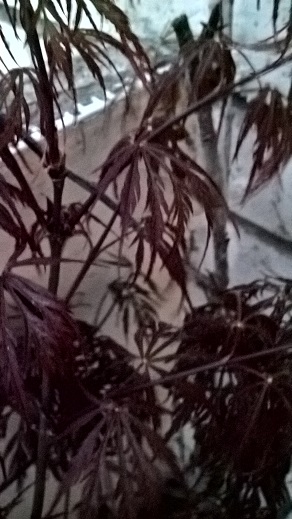 WP_20160406_19_49_15_Pro.jpg