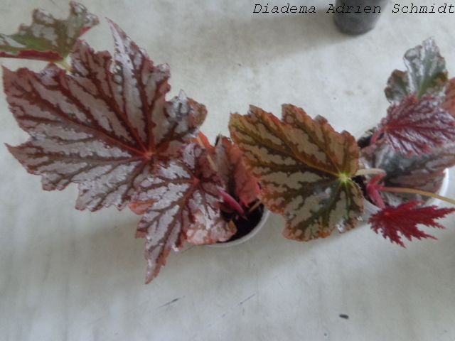 DSC02114s.jpg