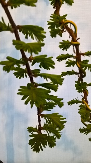 WP_20160406_19_47_32_Pro.jpg