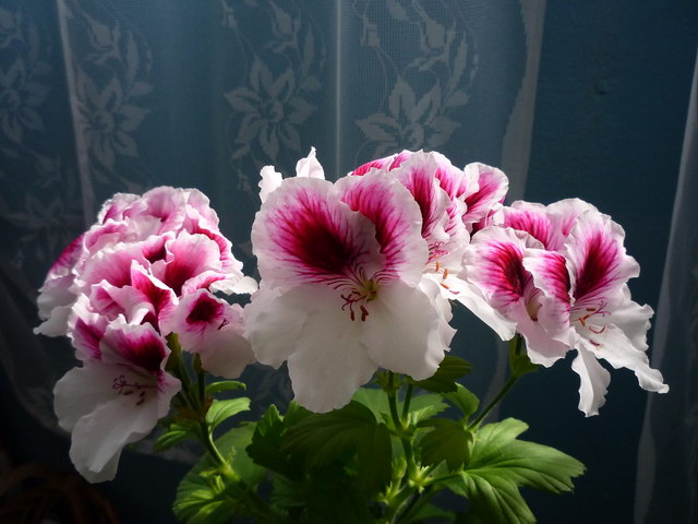 P1010793.JPG