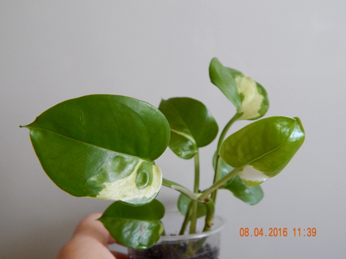 DSCN6157.JPG