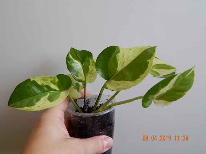 DSCN6156.JPG