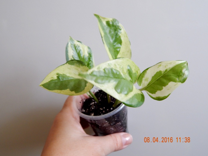 DSCN6151.JPG