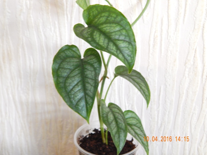 DSCN6165.JPG