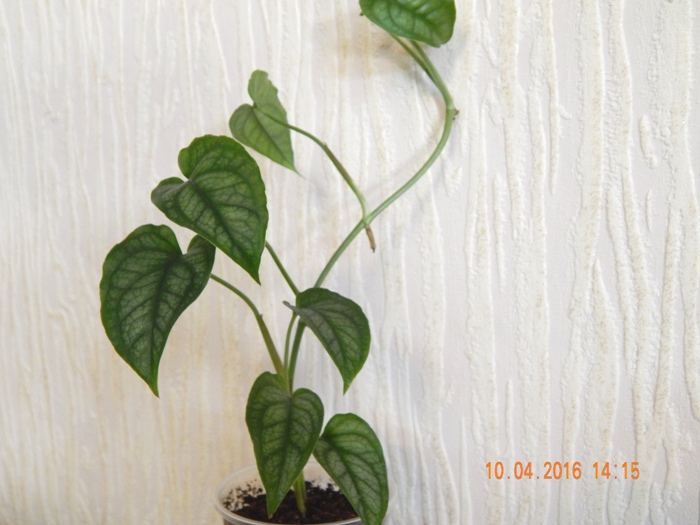 DSCN6164.JPG