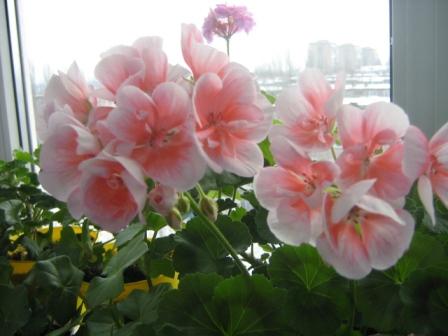 IMG_1809.JPG