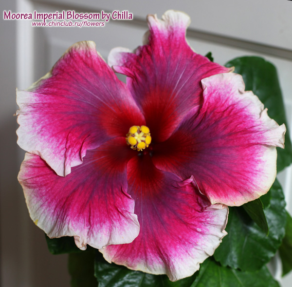 Moorea-Imperial-Blossom-2.jpg