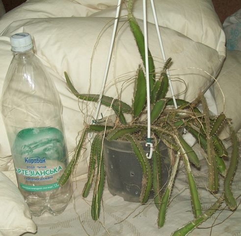 100_1584.JPG