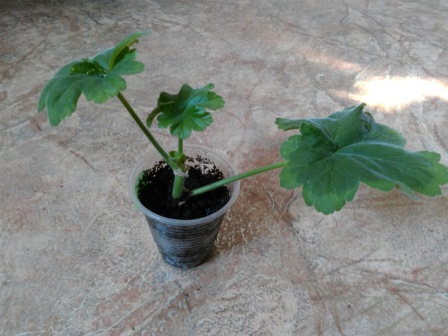 Black Velvet Appleblossom.jpg