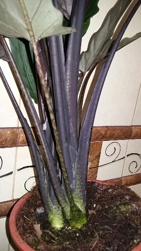 2016-04-21 19.20.03.jpg