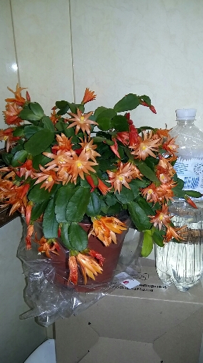 2016-04-22 10.30.25.jpg