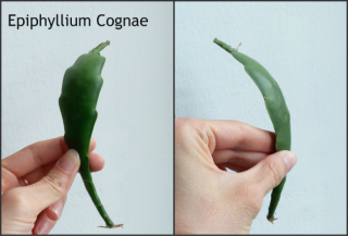 Cognae.jpg
