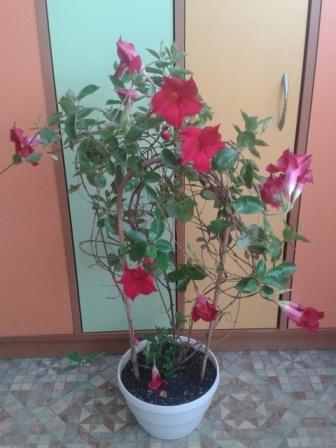 2015-04-02 14.09.55.jpg